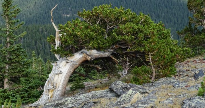 Bristlecone Pine at Chief Mtn