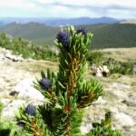 purple cones of a bristlecone pine
