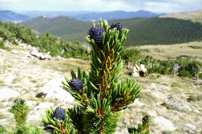 purple cones of a bristlecone pine