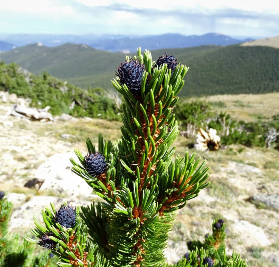 purple cones of a bristlecone pine